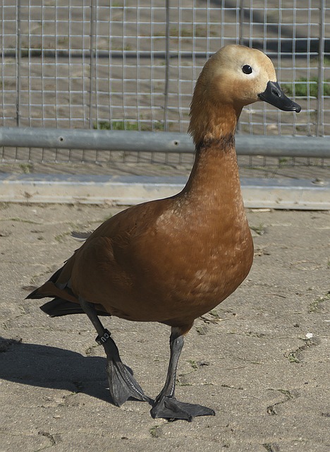 稳脚跟